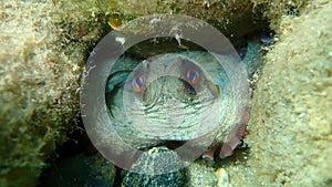 Common octopus Octopus vulgaris undersea, Aegean Sea, Greece.