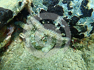 Common octopus Octopus vulgaris undersea, Aegean Sea, Greece.