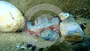 Common octopus Octopus vulgaris undersea, Aegean Sea, Greece.