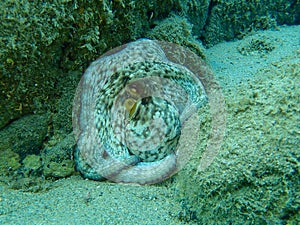 Common octopus Octopus vulgaris undersea, Aegean Sea, Greece.