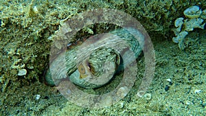 Common octopus Octopus vulgaris undersea, Aegean Sea, Greece.