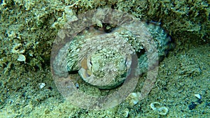 Common octopus Octopus vulgaris undersea, Aegean Sea, Greece.