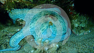 Common octopus Octopus vulgaris undersea, Aegean Sea, Greece.