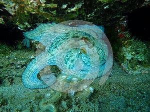 Common octopus Octopus vulgaris undersea, Aegean Sea, Greece.