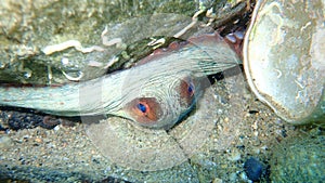 Common octopus Octopus vulgaris undersea, Aegean Sea, Greece.