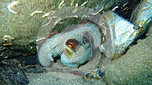 Common octopus Octopus vulgaris undersea, Aegean Sea, Greece.