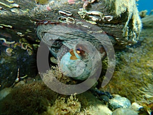 Common octopus Octopus vulgaris undersea, Aegean Sea, Greece.