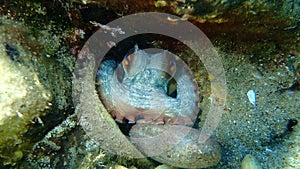 Common octopus Octopus vulgaris undersea, Aegean Sea, Greece.