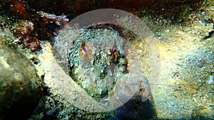 Common octopus Octopus vulgaris undersea, Aegean Sea, Greece.