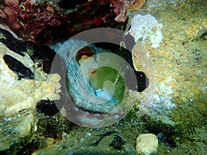 Common octopus Octopus vulgaris undersea, Aegean Sea, Greece.