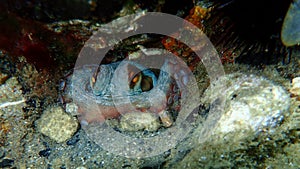 Common octopus Octopus vulgaris undersea, Aegean Sea, Greece.