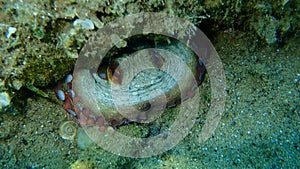 Common octopus Octopus vulgaris undersea, Aegean Sea, Greece.