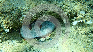 Common octopus Octopus vulgaris undersea, Aegean Sea, Greece.