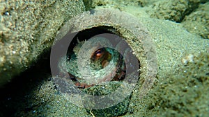 Common octopus Octopus vulgaris undersea, Aegean Sea, Greece.