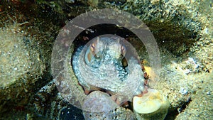 Common octopus Octopus vulgaris undersea, Aegean Sea, Greece.