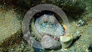 Common octopus Octopus vulgaris undersea, Aegean Sea, Greece.