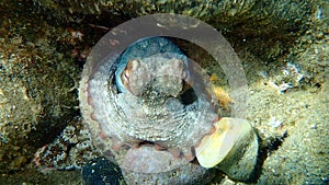 Common octopus Octopus vulgaris undersea, Aegean Sea, Greece.