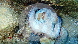 Common octopus Octopus vulgaris undersea, Aegean Sea, Greece.