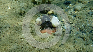 Common octopus (Octopus vulgaris) undersea, Aegean Sea, Greece, Halkidiki