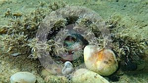 Common octopus (Octopus vulgaris) undersea, Aegean Sea, Greece, Halkidiki