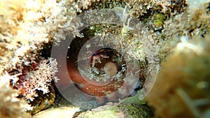 Common octopus, Octopus vulgaris, undersea, Mediterranean Sea, Cape of Antibes.