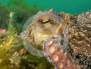 common octopus Octopus vulgaris undewater, Wildlife animal