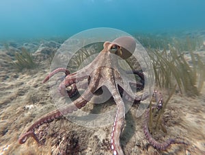 common octopus Octopus vulgaris undewater, Wildlife animal