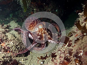 common octopus Octopus vulgaris undewater, Wildlife animal