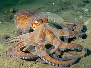 common octopus Octopus vulgaris undewater, Wildlife animal