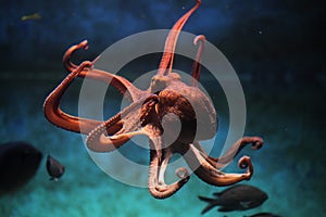 Common octopus (Octopus vulgaris). photo