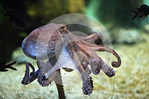 Common octopus (Octopus vulgaris). photo