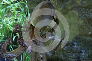 Common octopus swimming in the water, a tropical animal from the atlantic ocean