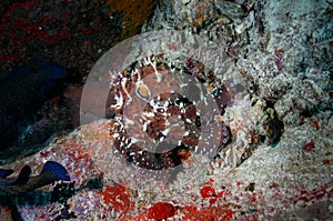 Common Octopus underwater in tropical sea