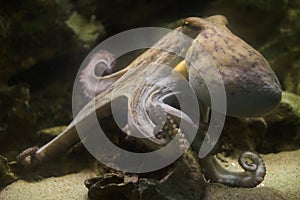 Common octopus Octopus vulgaris