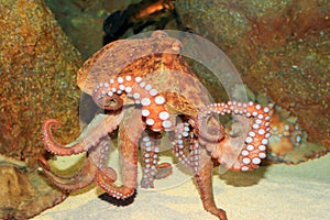 Common octopus photo