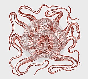 Common octopus vulgaris in top view