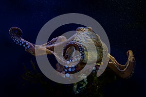 Common Octopus - Octopus vulgaris under the water