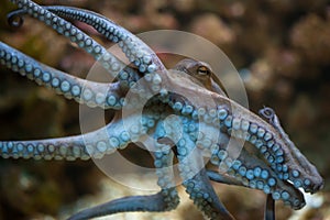 Common octopus (Octopus vulgaris). photo