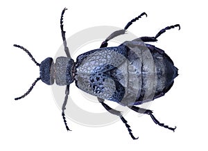 Common oil beetle or blister beetle