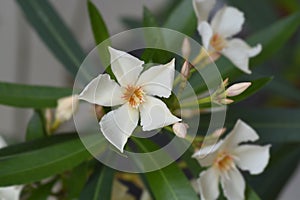 Common oleander