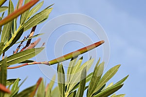 Common oleander