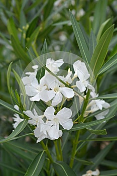 Common oleander