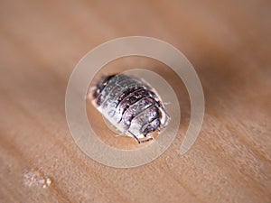 Common oniscus woodlouse UK on wooden background