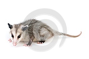 Common Opossum
