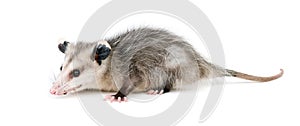 Common Opossum