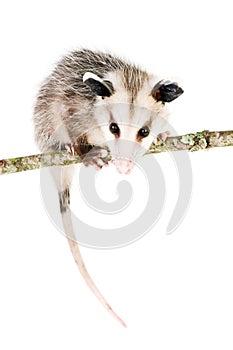 Common Opossum