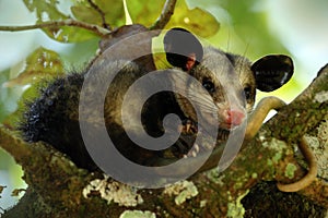 Common Opossum