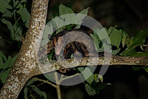 Common Opossum - Didelphis marsupialis also called the southern or black-eared opossum or gamba or manicou, marsupial species photo