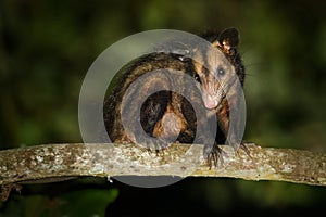 Common Opossum - Didelphis marsupialis also called the southern or black-eared opossum or gamba or manicou, marsupial species photo