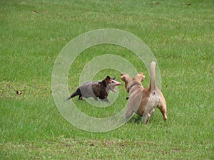 Common opossum (Didelphis marsupialis), also called the southern or black-eared opossum, and a dog